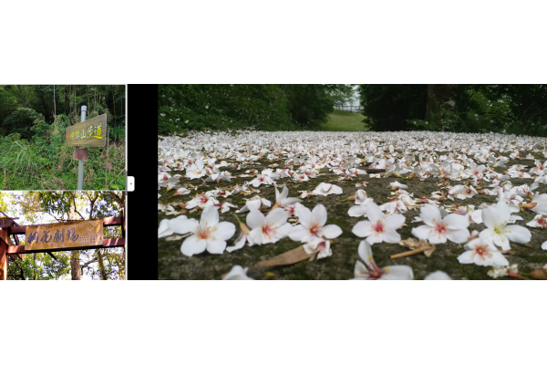 神棹山桐花步道